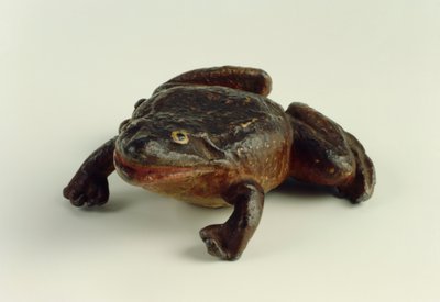 Toad by German School