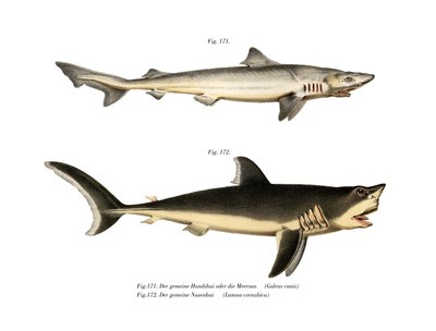 Tope Shark by German School