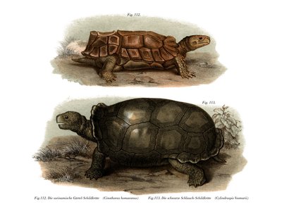 Tortoise by German School