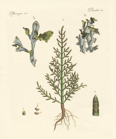 Trading and Medicinal Plants by German School