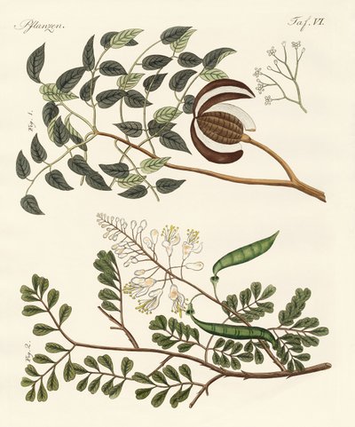 Trees from hot countries by German School