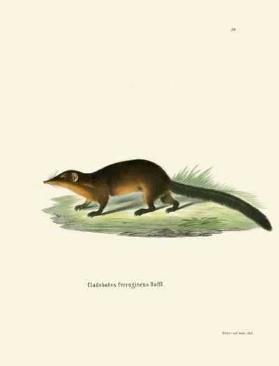 Treeshrew by German School