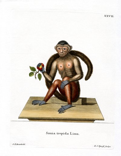 Tufted Capuchin by German School