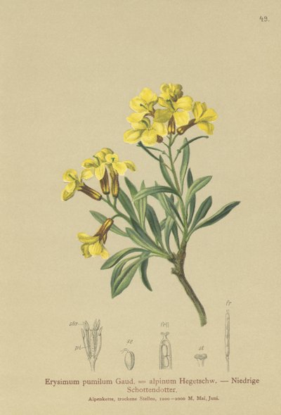 Tufted Wallflower by German School