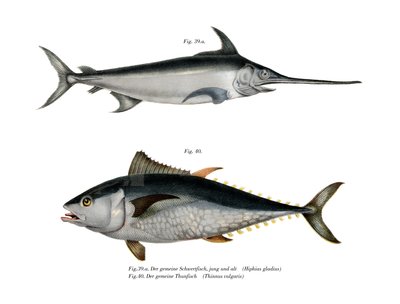 Tuna by German School