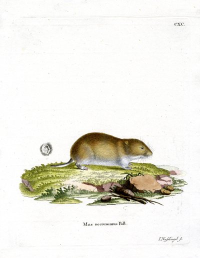 Tundra Vole by German School