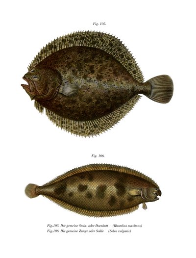 Turbot by German School