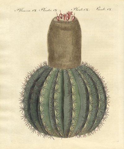 Turks-Cap Cactus by German School