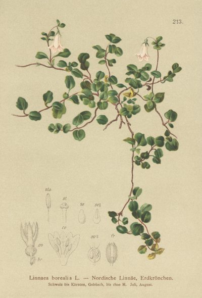 Twinflower by German School