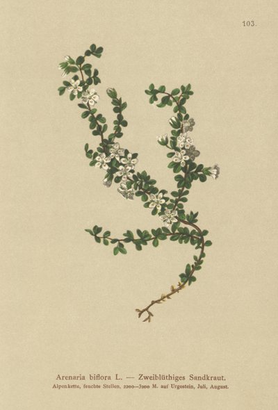 Two-flowered Sandwort by German School