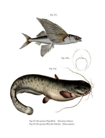 Two-winged Flyingfish by German School