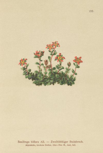 Two Flowered Saxifrage by German School