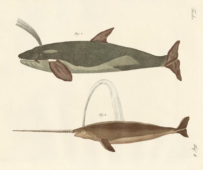 Two Kinds of Whales by German School