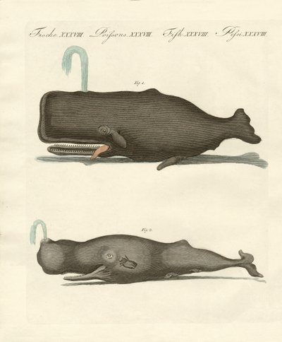 Two Strange Kinds of Whales by German School
