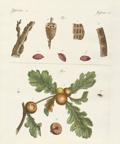 Useful Insects by German School