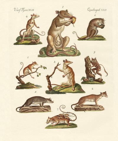 Various Kinds of Marsupials by German School