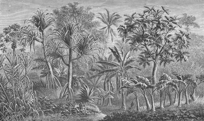 Vegetation in India by German School