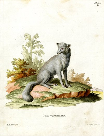 Virginian Fox by German School