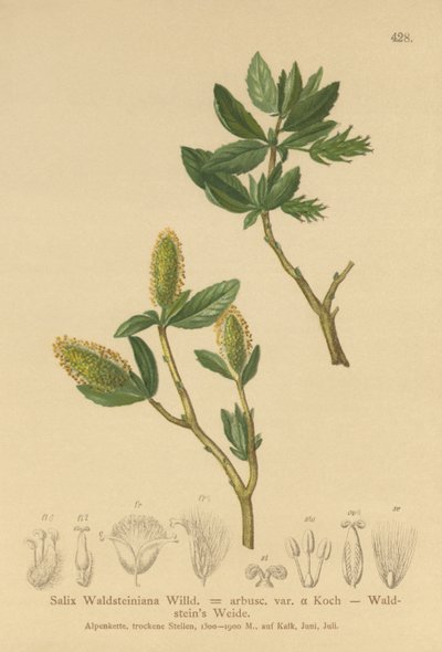 Waldsteins Willow by German School