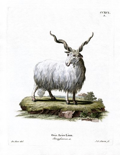 Wallachian Sheep by German School