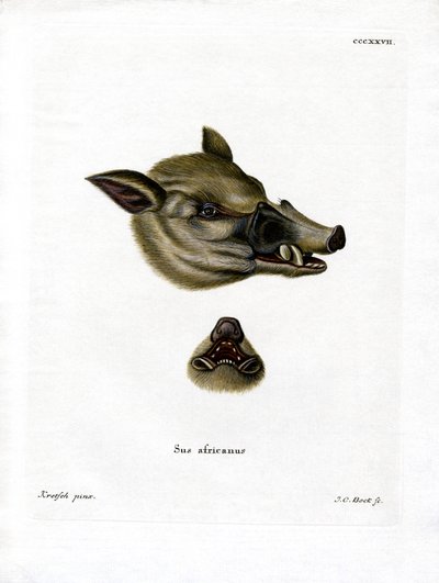 Warthog by German School