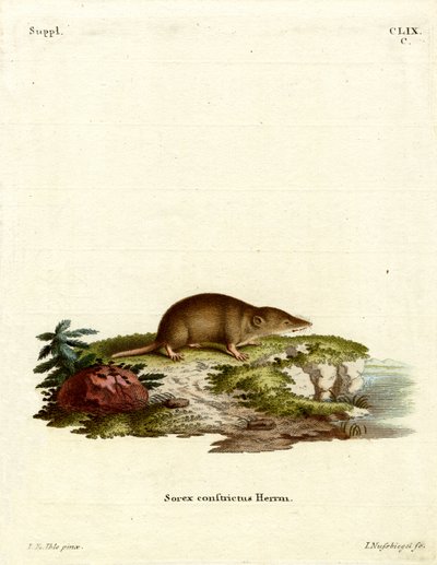 Water Shrew by German School