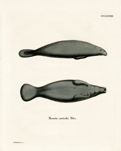West Indian Manatee by German School