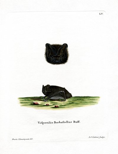 Western Barbastelle by German School
