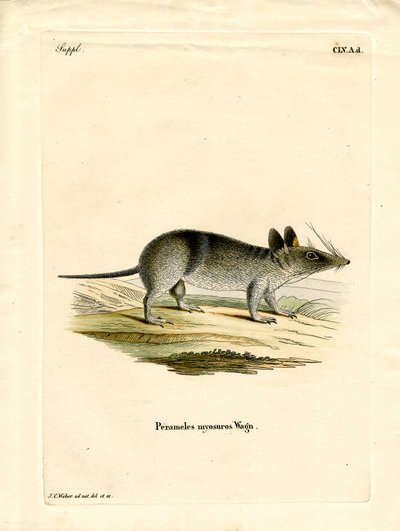 Western Barred Bandicoot by German School