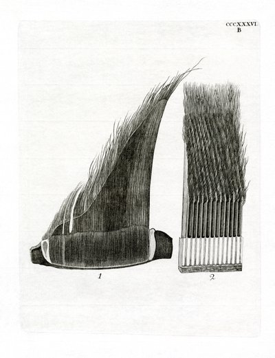 Whale Baleen Plates by German School