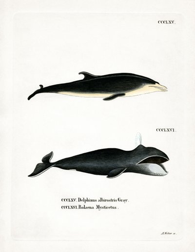 White-beaked Dolphin by German School