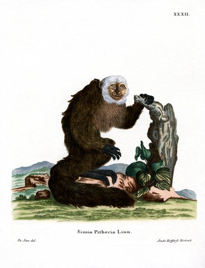 White-faced Saki by German School