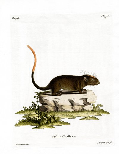 White-faced Spiny Tree-rat by German School
