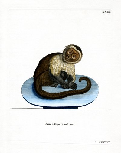 White-headed Capuchin by German School