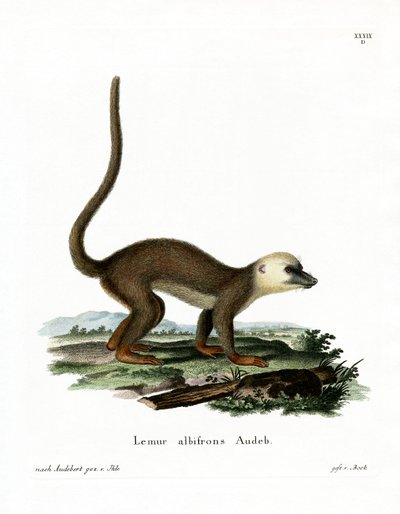 White-headed Lemur by German School