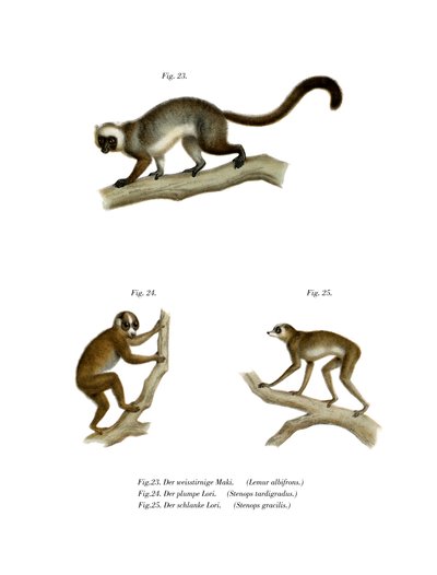 White-headed Lemur by German School