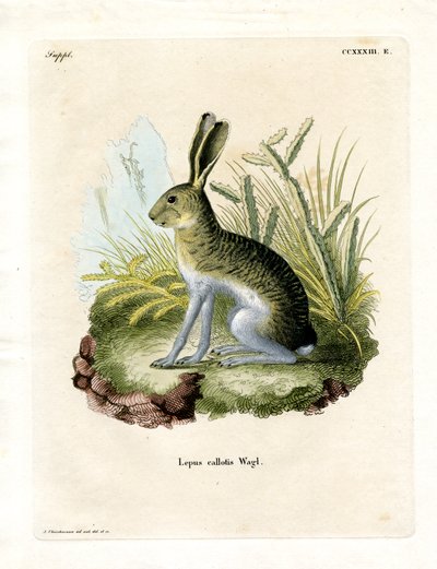 White-sided Jackrabbit by German School