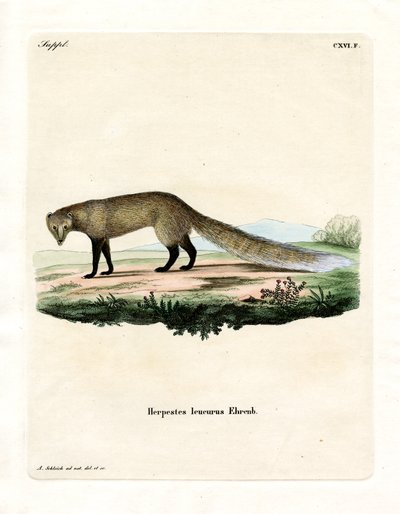 White-tailed Mongoose by German School