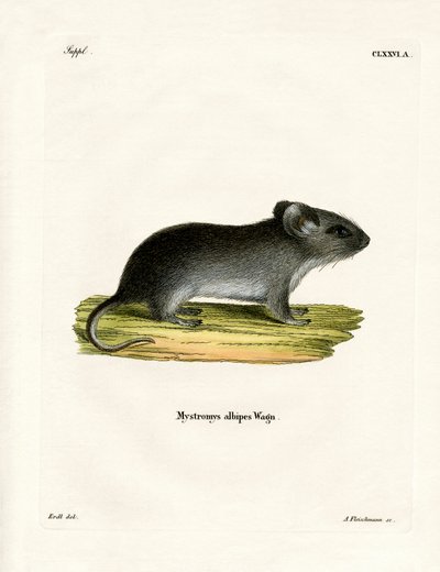 White-tailed Mouse by German School