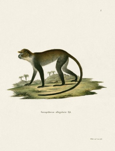 White-throated Monkey by German School