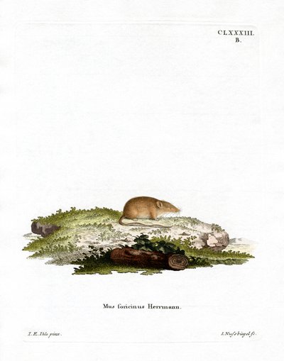 White-toothed Shrew by German School