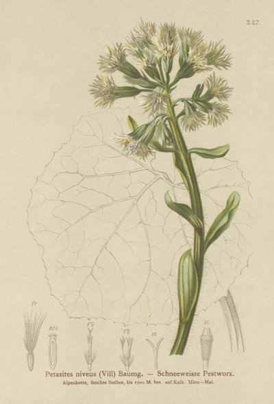 White Butterbur by German School