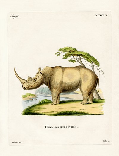 White Rhinoceros by German School