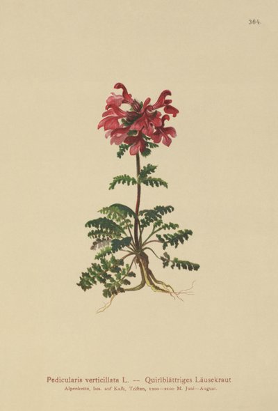 Whorled Lousewort by German School