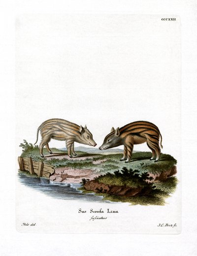 Wild Boar Piglets by German School