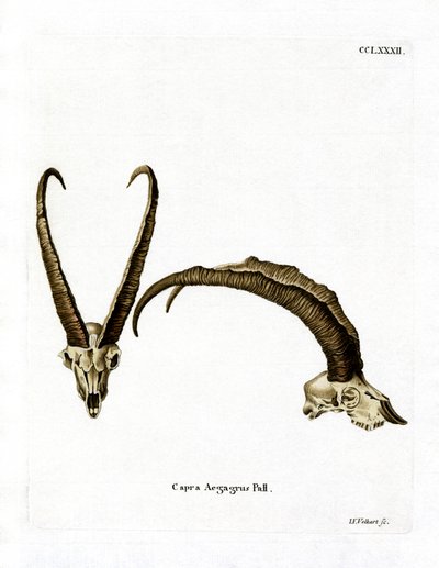 Wild Goat Horns by German School
