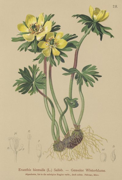 Winter Aconite by German School