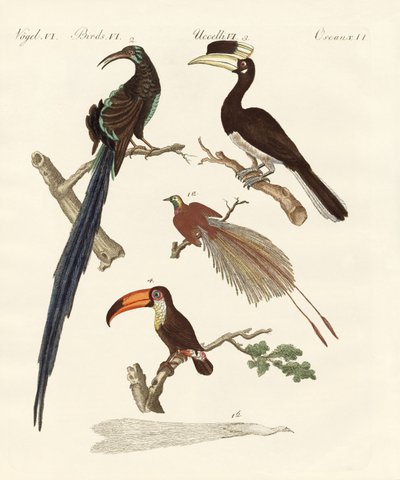 Wonderful birds by German School
