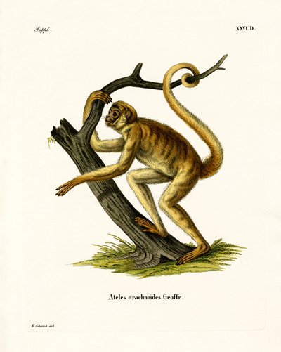 Woolly Spider Monkey by German School