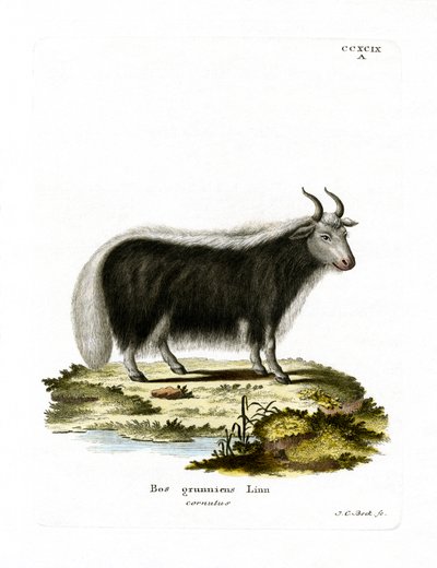 Yak by German School